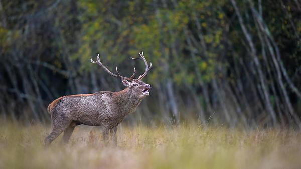 Photo de cerf en plein brame