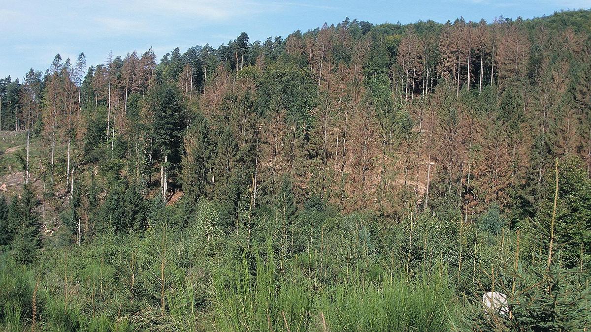 Choix des essences pour une forêt - Changement climatique - FORESTYS