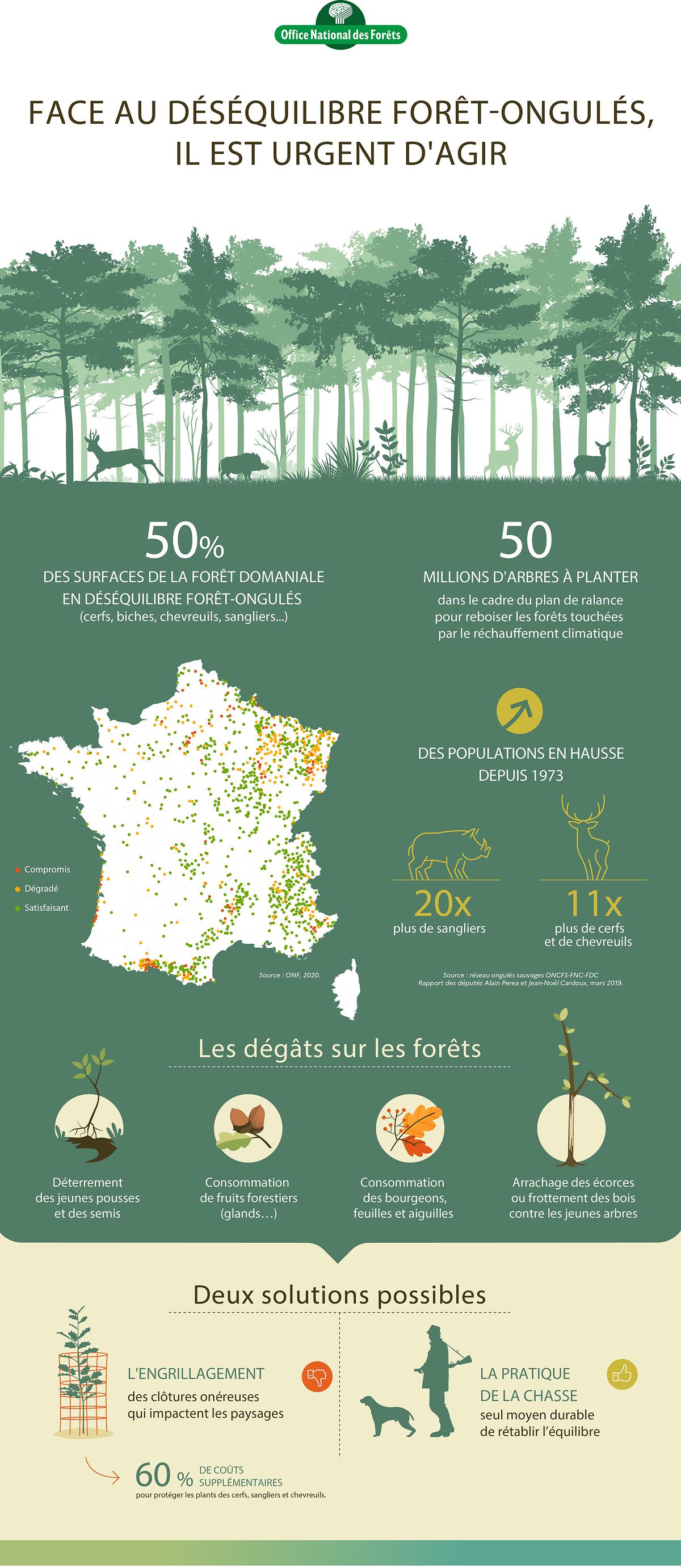 Infographie concernant le déséquilibre forêt-ongulés