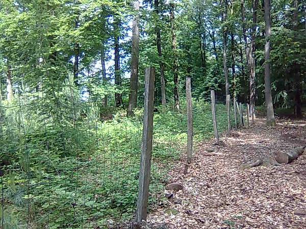 Photo d'une parcelle clôturée en forêt