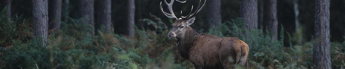 Photo d'un cerf en forêt