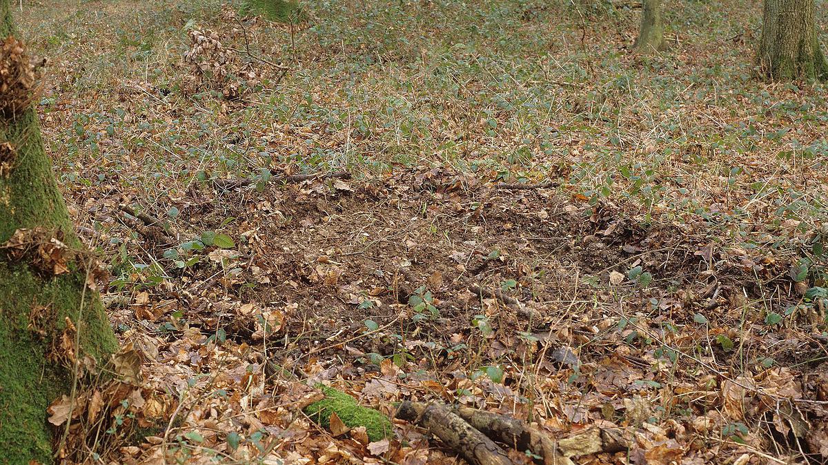 Photo d'une zone retournée par les sangliers en forêt.