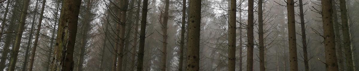 Photo d'arbres touchés par le réchauffement climatique