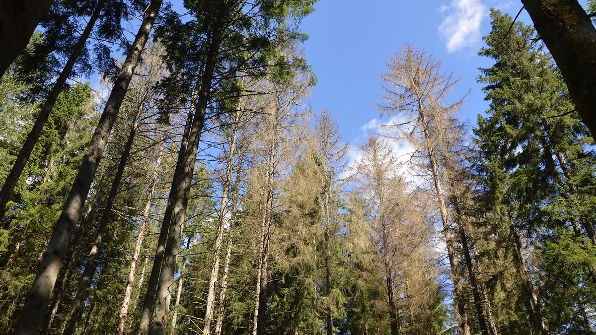 Dead Norway spruce trees, having lost their needles following an attack by bark beetles