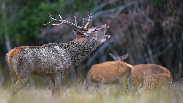 Photo d'un cerf bramant