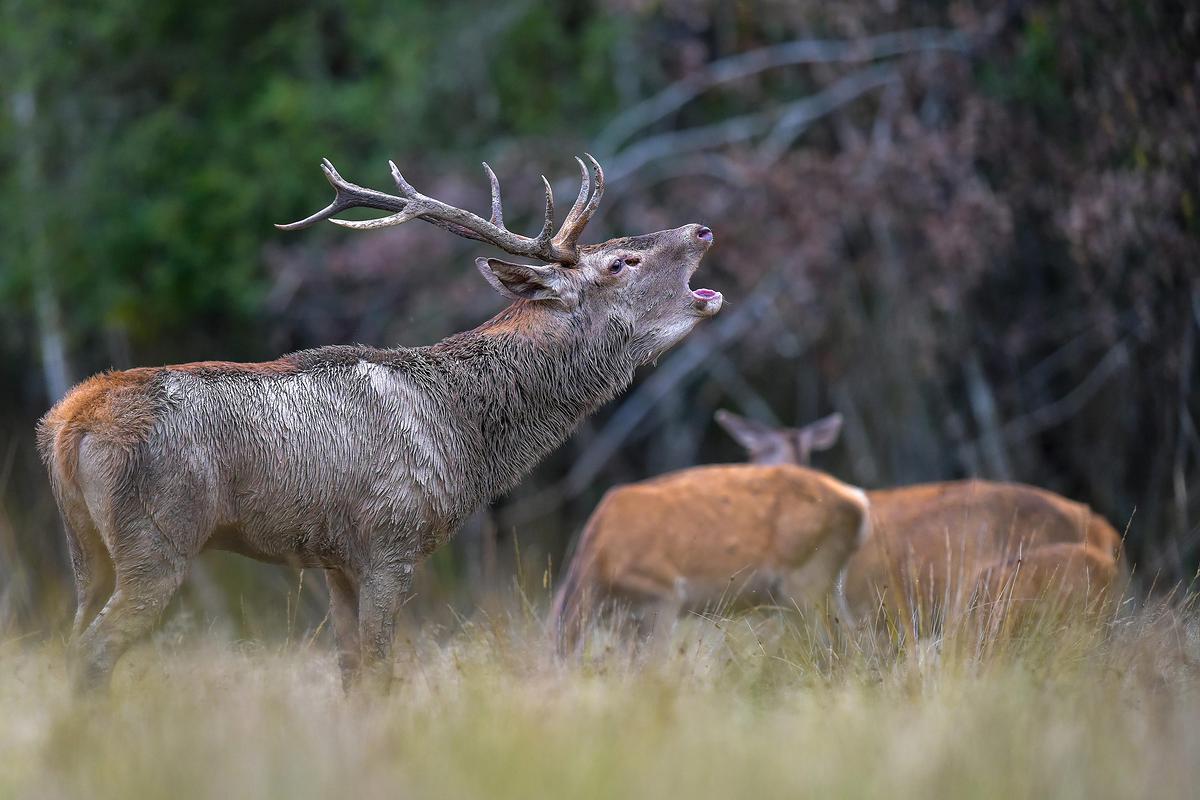 Photo d'un cerf en plein brame